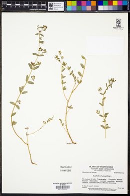 Chamaesyce hyssopifolia image