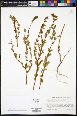 Chamaesyce hyssopifolia image