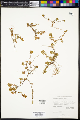 Euphorbia mendezii image