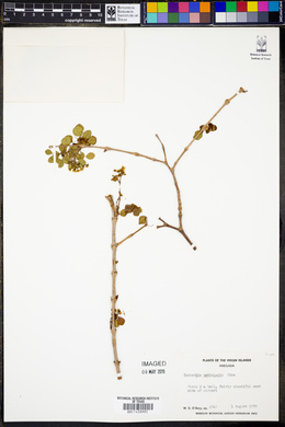 Euphorbia petiolaris image