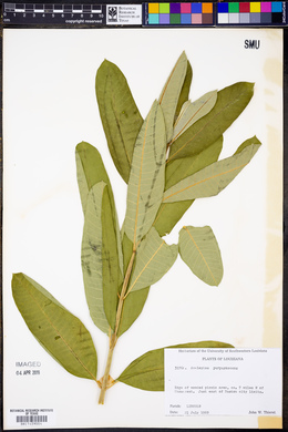 Asclepias purpurascens image