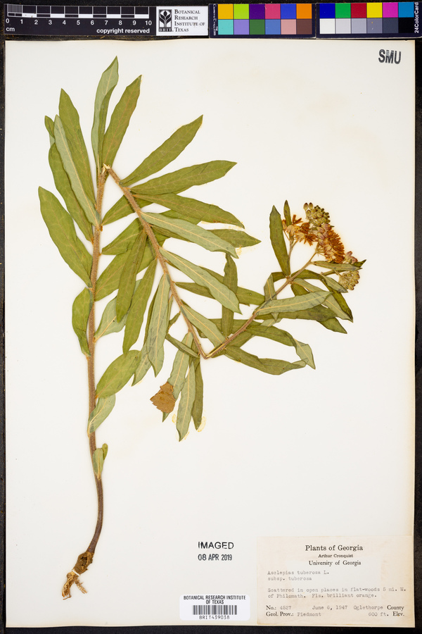 Asclepias tuberosa subsp. tuberosa image