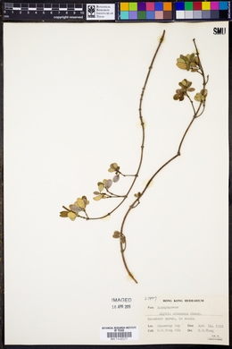 Alyxia sinensis image