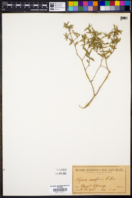 Alyxia ruscifolia image