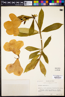 Allamanda cathartica image