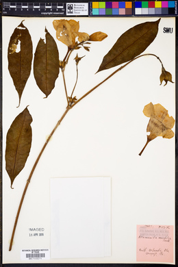 Allamanda neriifolia image