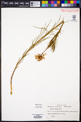 Amsonia ciliata image