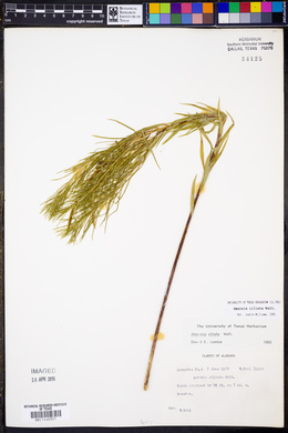 Amsonia ciliata image