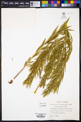 Amsonia ciliata image