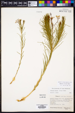 Amsonia ciliata image