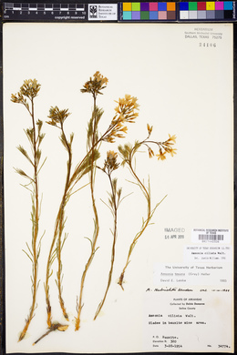 Amsonia ciliata image