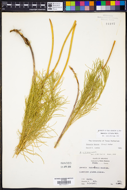 Amsonia ciliata image