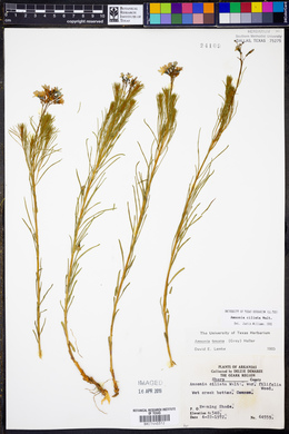 Amsonia ciliata image