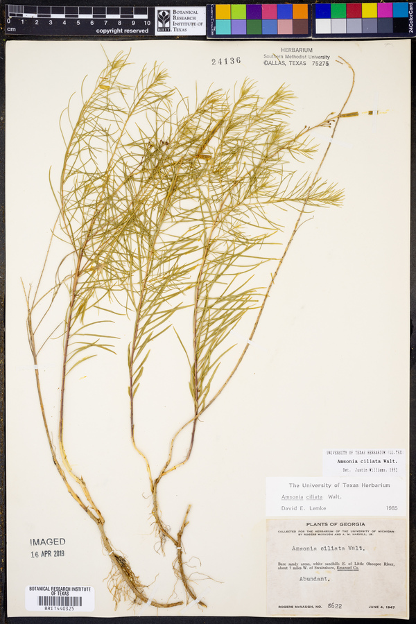 Amsonia ciliata image