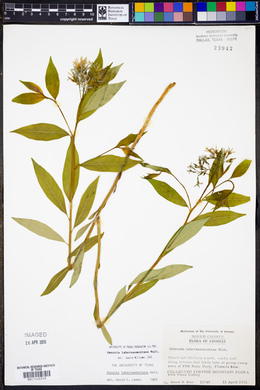 Amsonia tabernaemontana image