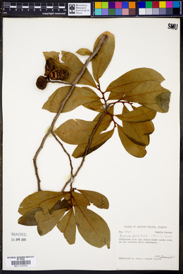 Asimina parviflora image