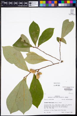 Asimina parviflora image