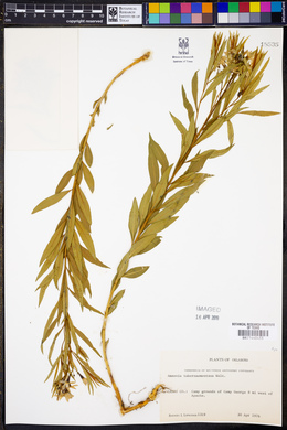 Amsonia tabernaemontana image