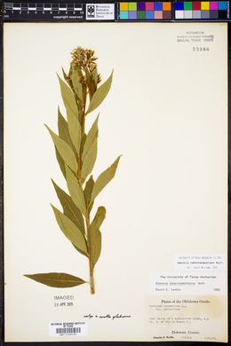 Amsonia tabernaemontana image