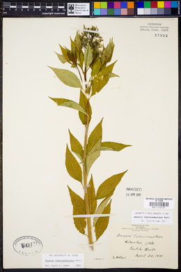 Amsonia tabernaemontana image