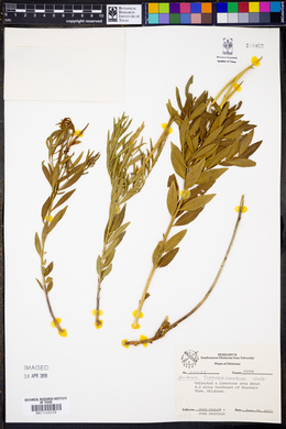 Amsonia tabernaemontana image