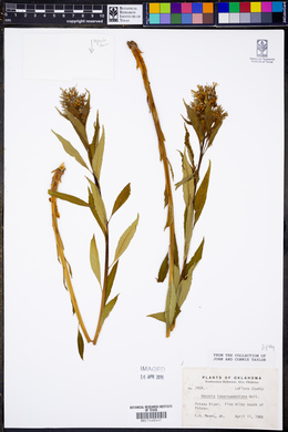 Amsonia tabernaemontana image