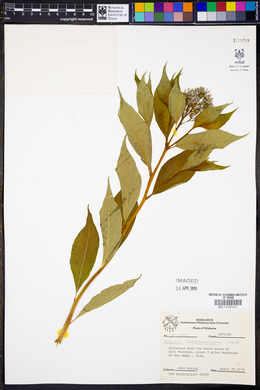 Amsonia tabernaemontana image