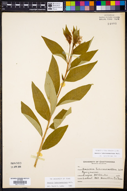 Amsonia tabernaemontana image