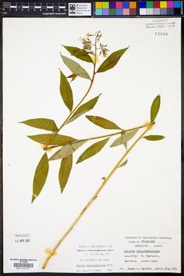 Amsonia tabernaemontana image