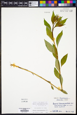 Amsonia tabernaemontana image