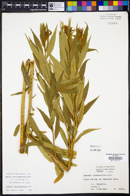 Amsonia tabernaemontana image