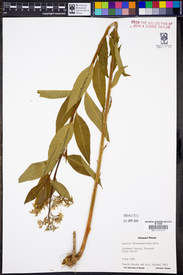 Amsonia tabernaemontana image