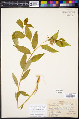 Amsonia tabernaemontana image