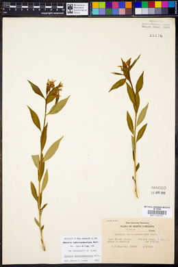 Amsonia tabernaemontana image