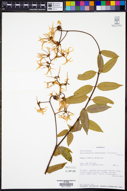 Ancylobothrys petersiana image