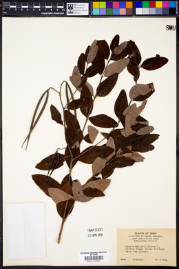 Hypericum prolificum image