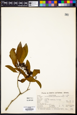 Aspidosperma olivaceum image