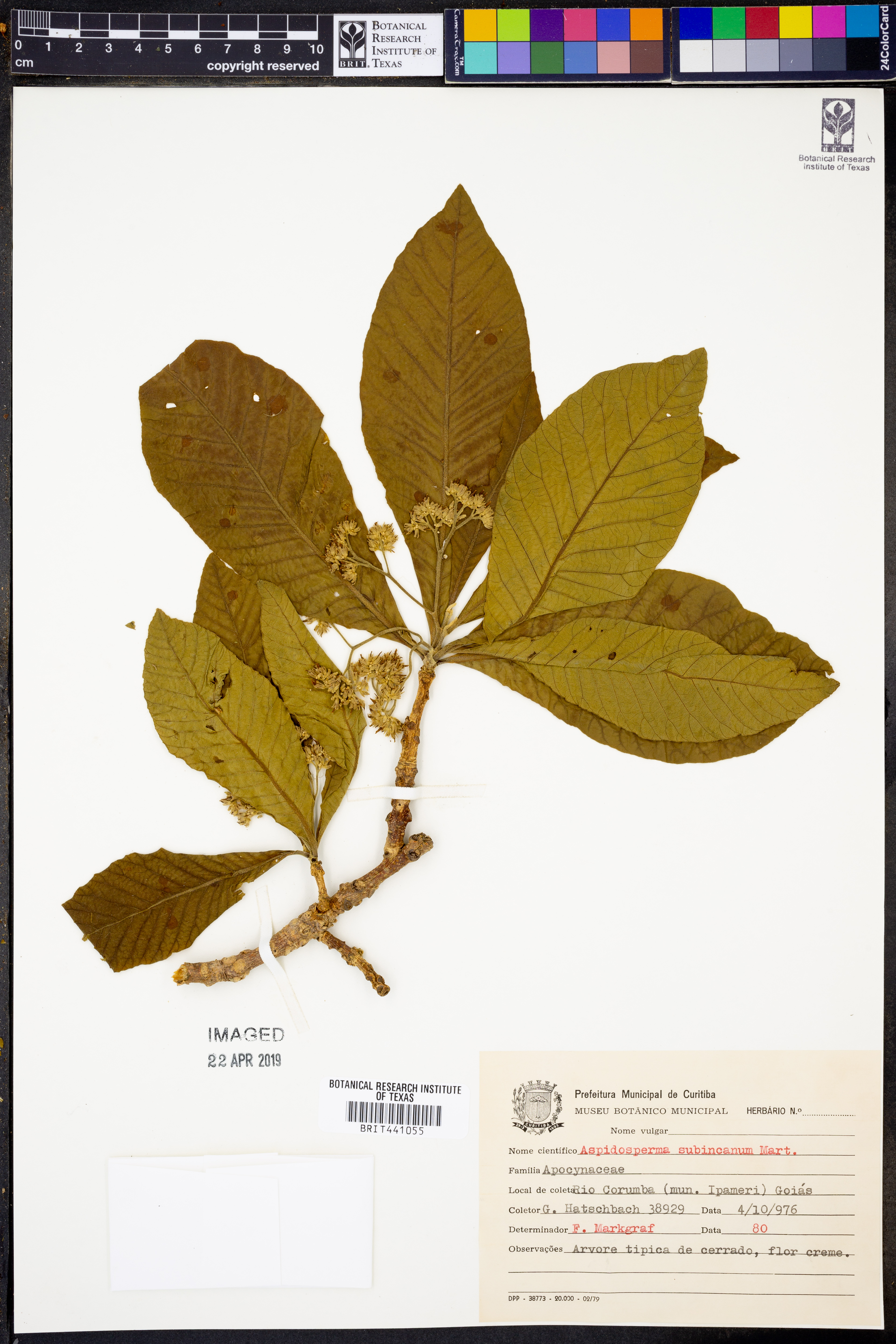 Aspidosperma subincanum
