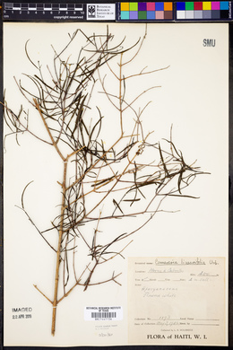 Cameraria linearifolia image