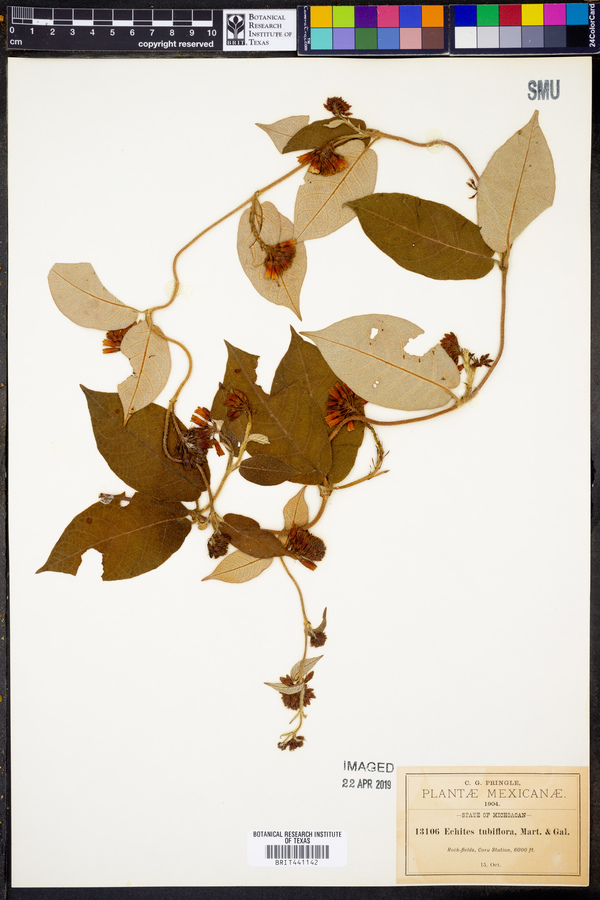 Echites tubiflora image