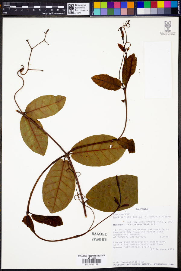 Dictyophleba lucida image