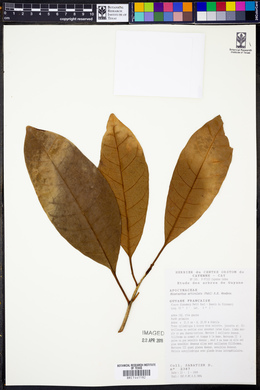 Himatanthus articulata image