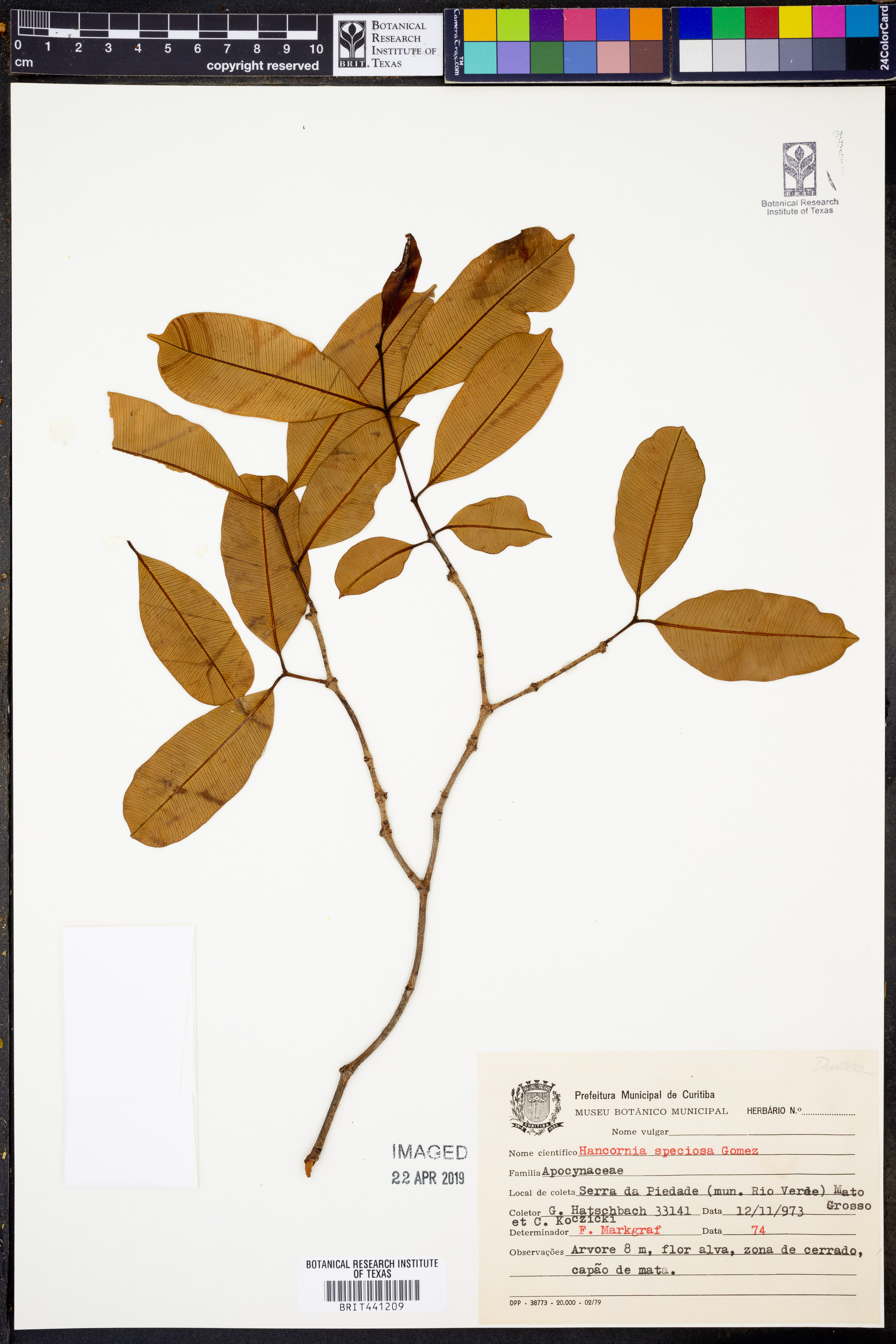 Hancornia speciosa