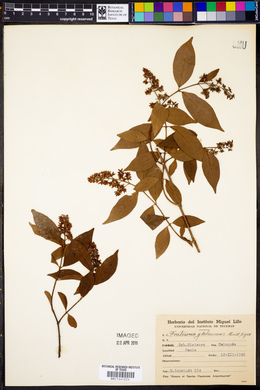 Forsteronia glabrescens image