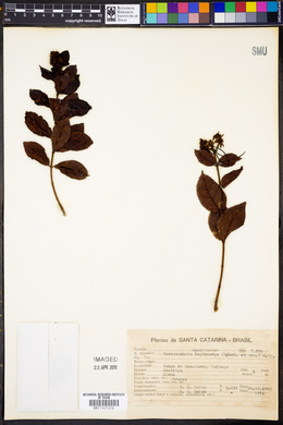 Forsteronia leptocarpa image