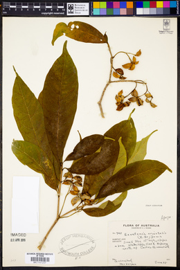 Ervatamia orientalis image