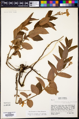 Mandevilla pringlei image