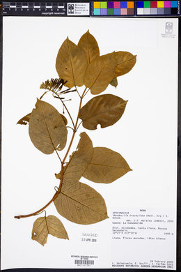 Mandevilla brachyloba image