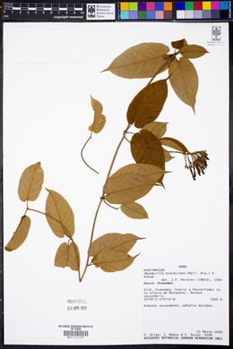 Mandevilla brachyloba image