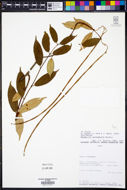 Mandevilla cercophylla image